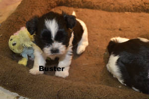 _DSC4745buster.JPG